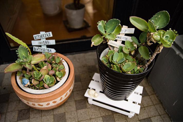 子宝草のその後