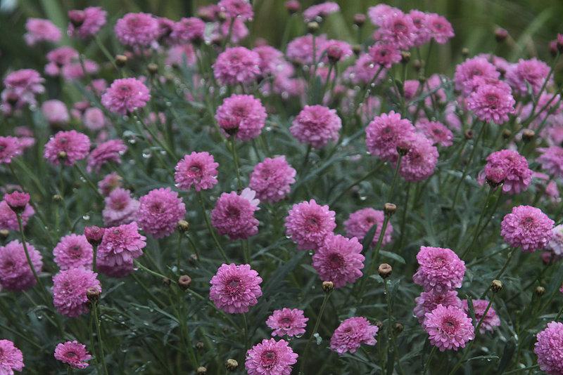  産後のお散歩会、はじめますよ！