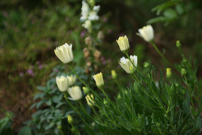  看護学生さんからの手紙