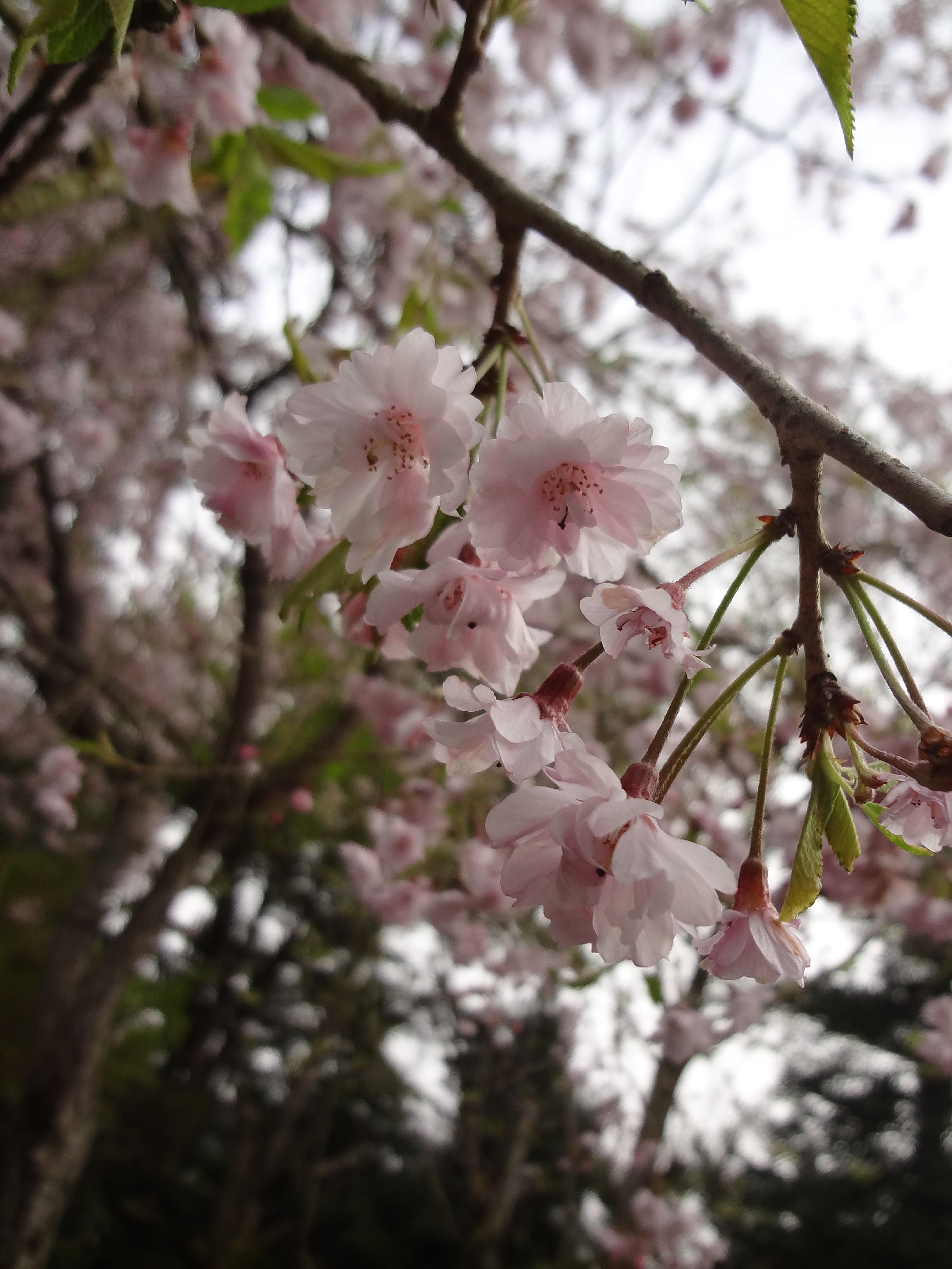 妊婦さんのお母さまが見学にみえました。