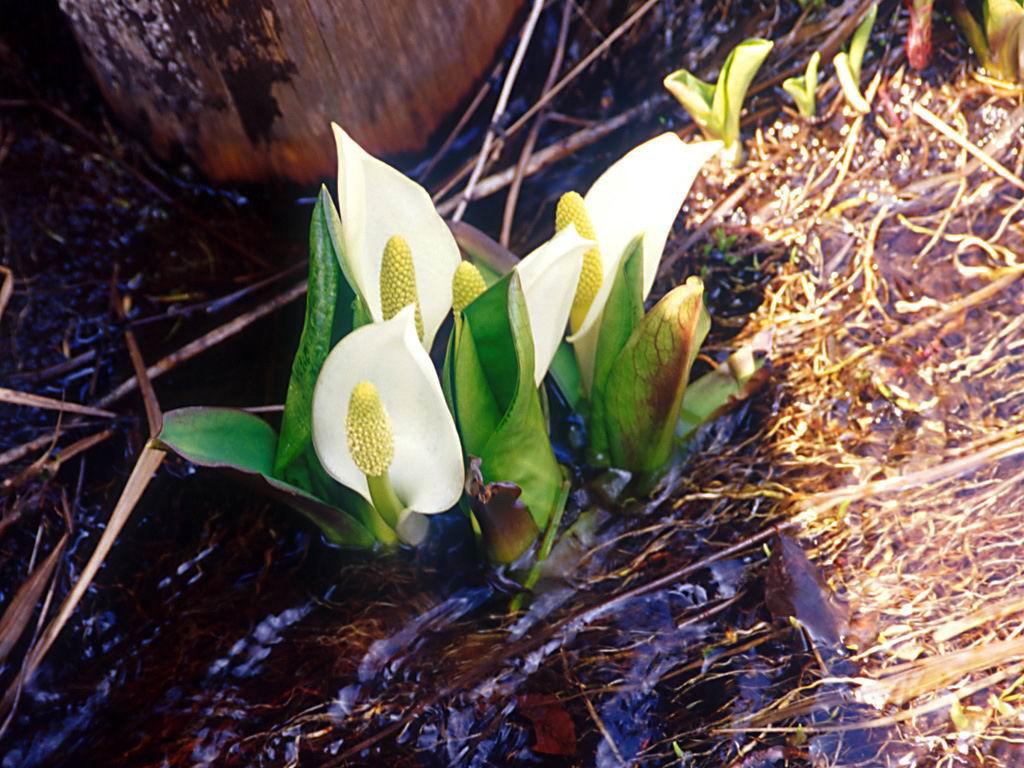 乳腺炎にご用心！