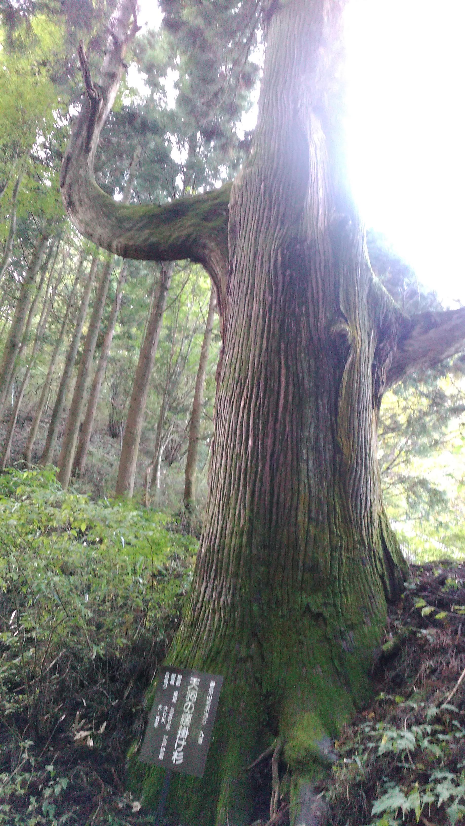 御岳山ハイキング下見に行きました！