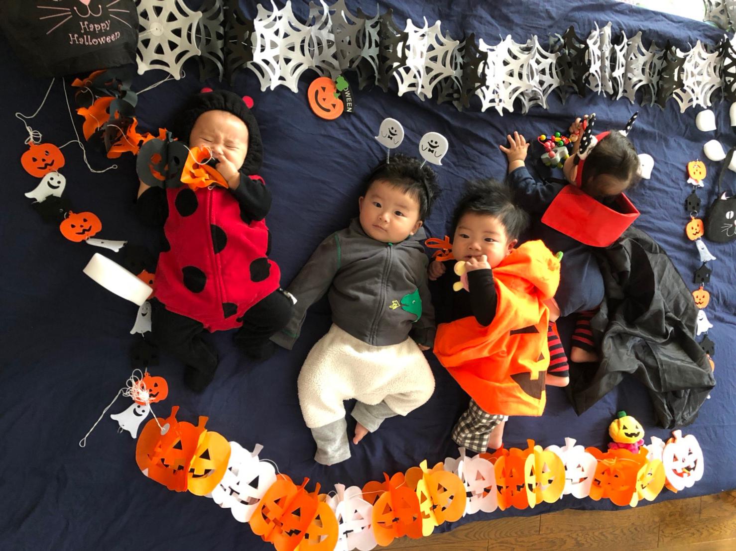 ミニカンガルーの可愛い写真